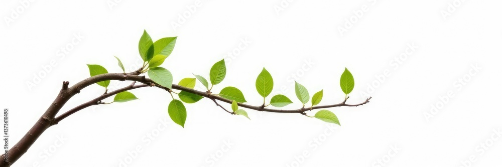 Fototapeta premium Single isolated tree branch on white background, empty space, wood