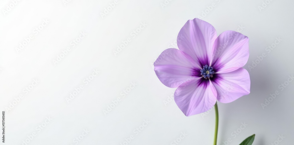 Single lavender flower isolated against a crisp white background, fragrant, soothing Single lavender flower isolated against a crisp white background, fragrant, soothing