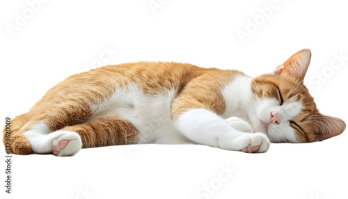Orange and white cat sleeping , clipping path  -  