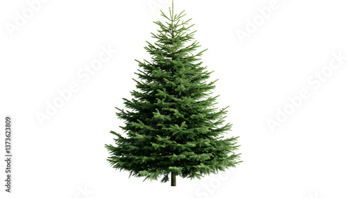 Undecorated Christmas tree , clipping path  -  