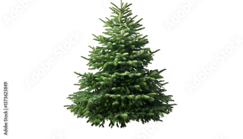 Undecorated Christmas tree , clipping path  -  