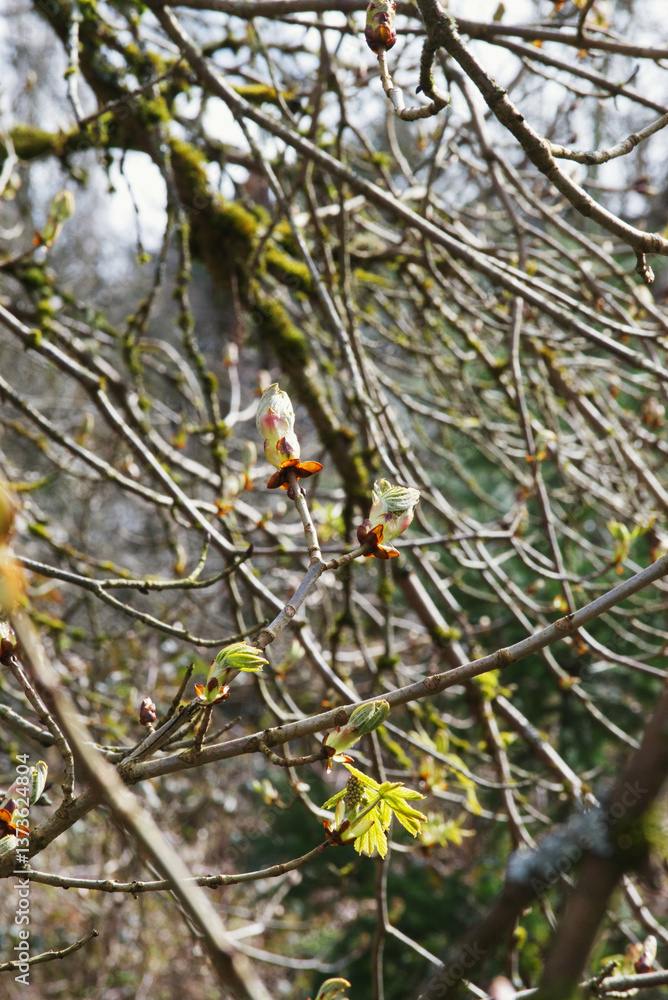 Horse chestnut, Horse-chestnut, European horsechestnut, Buckeye, or Conker tree (Aesculus hippocastanum) Horse chestnut, Horse-chestnut, European horsechestnut, Buckeye, or Conker tree (Aesculus hippocastanum)