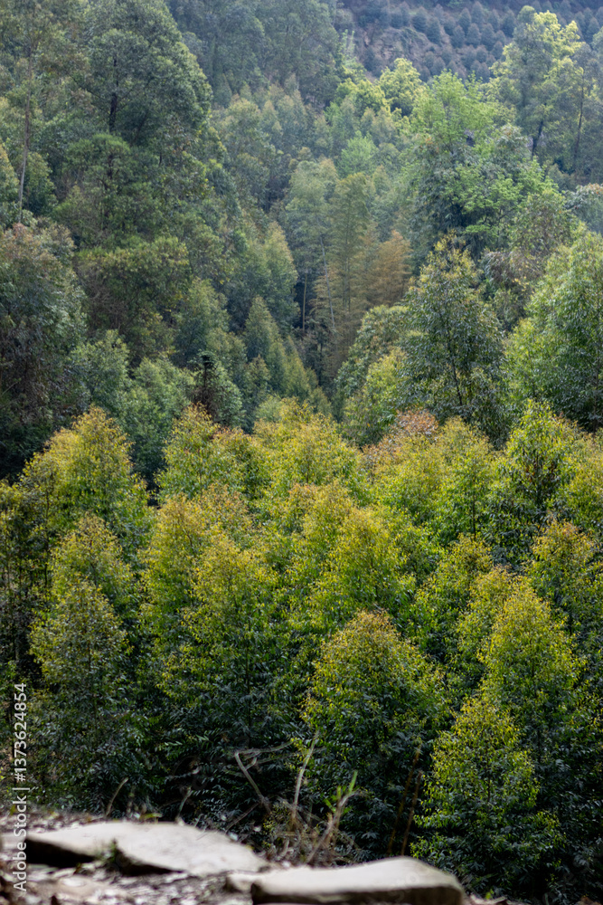 forest in the mountains forest in the mountains