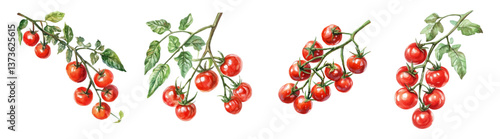 Watercolor set of cherry tomato branches png. Tomato branches with green leaves and red vegetables. Organic farm vegetable and produce concept. Vector illustration.