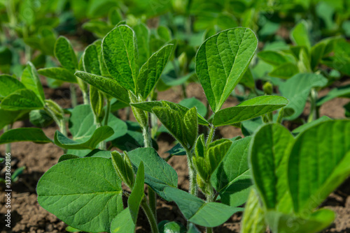 Wallpaper Mural Green soybean plants thriving in a sunlit field during the early stages of growth in springtime Torontodigital.ca