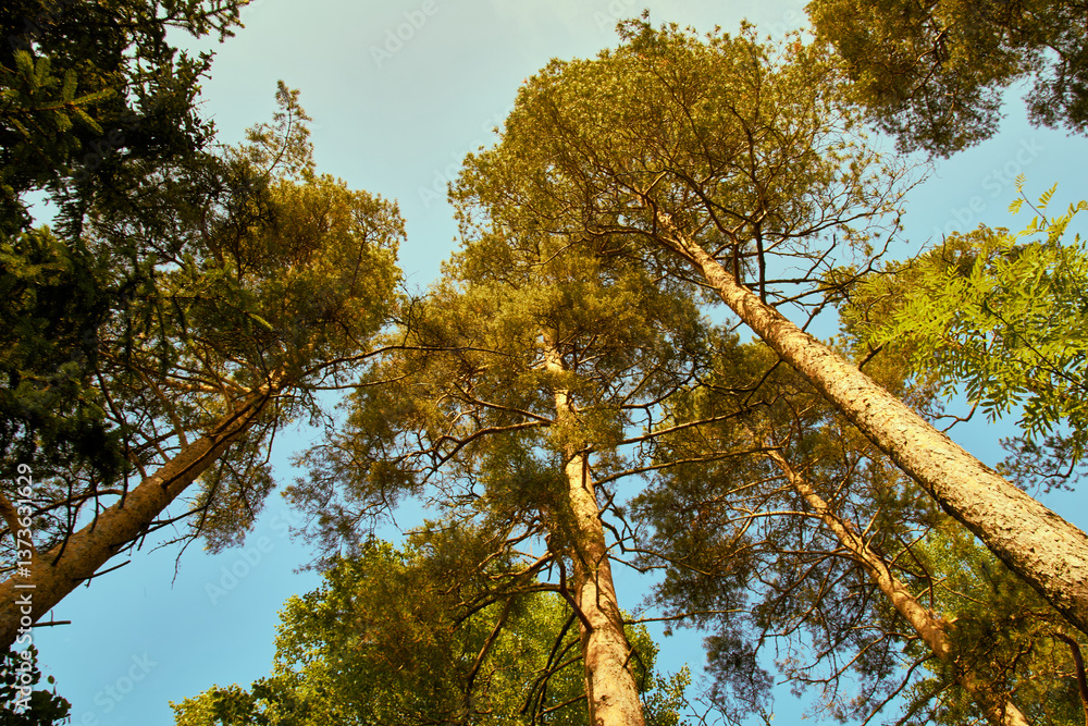 Obraz premium trees and sky