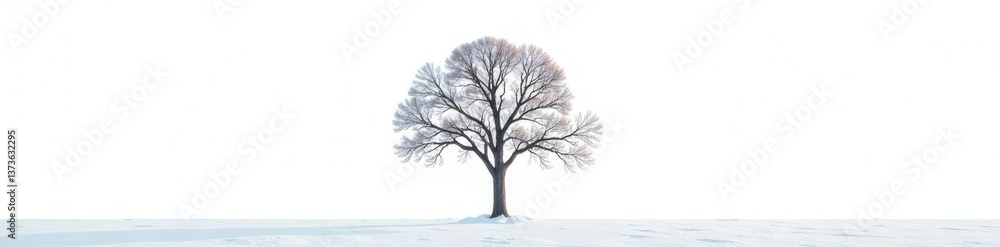 Fototapeta premium Single isolated tree on a snowy white background, isolated tree, bare branches