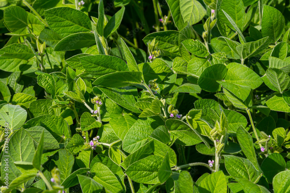 Green soybean plants thriving in a sunny field during the summer growing season Green soybean plants thriving in a sunny field during the summer growing season