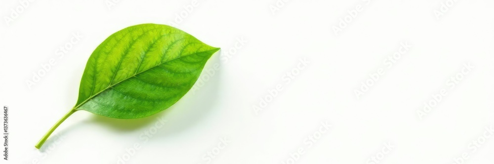 Fototapeta premium Single leaf on white background with artistic brush stroke effect, artistry, herb