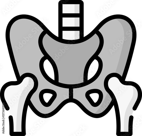 pelvis Illustration on a white background.