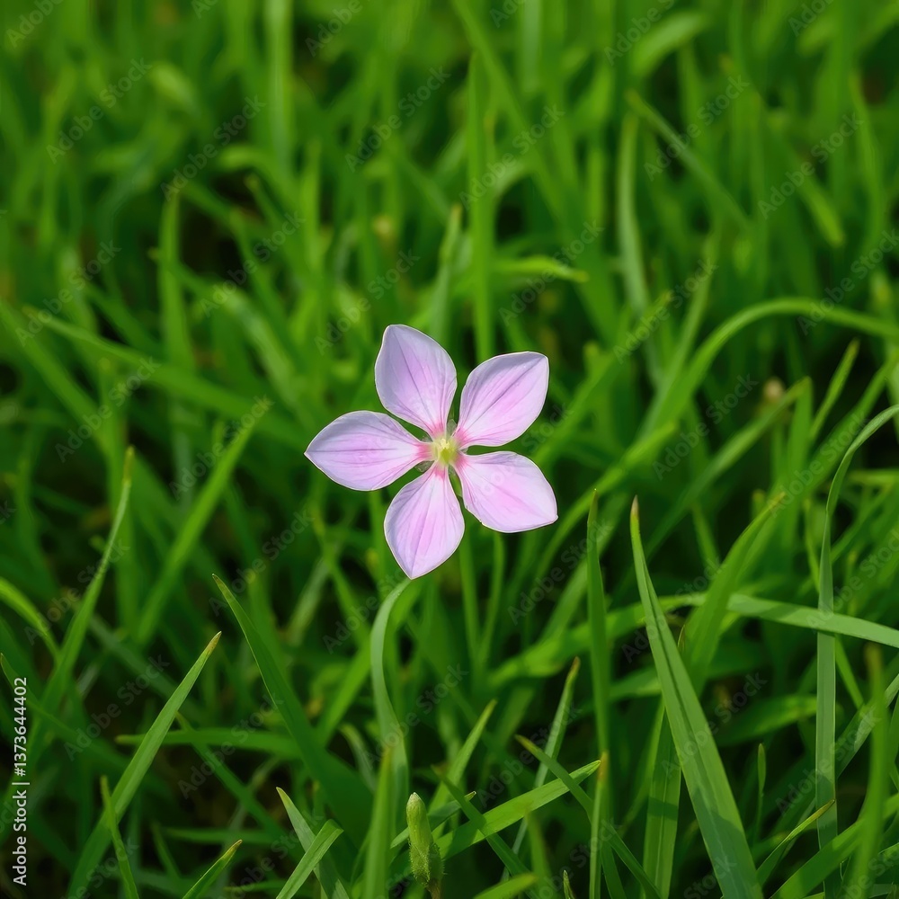 Delicate pink flower blooms on lush green grass, garden, spring Delicate pink flower blooms on lush green grass, garden, spring