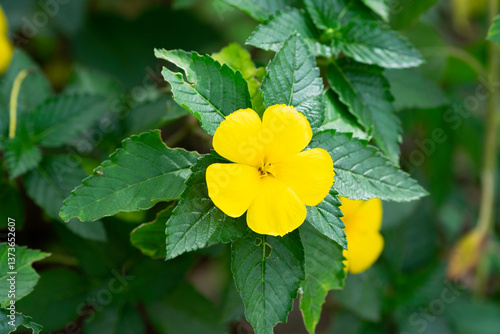 yellow flower with green leaves, Blooming yellow flower of damiana or Turnera diffusa with green leaves on its tree in a garden, shrub plant, close up selective focus blur background