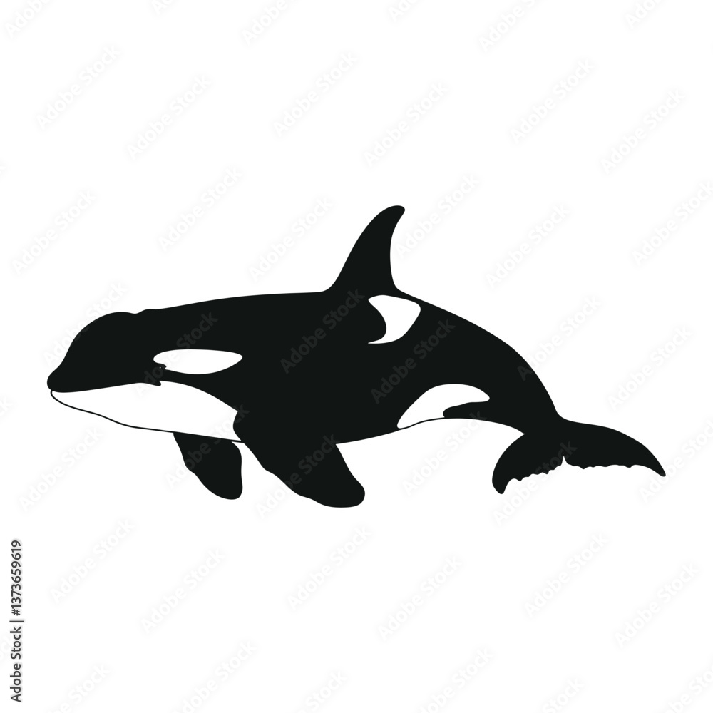 Fototapeta premium Orca whale silhouette illustration black white vector