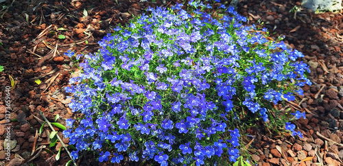 Bild auf Leinwand A bush of lobelia erinus with blue flowers surrounded by expanded clay stones
