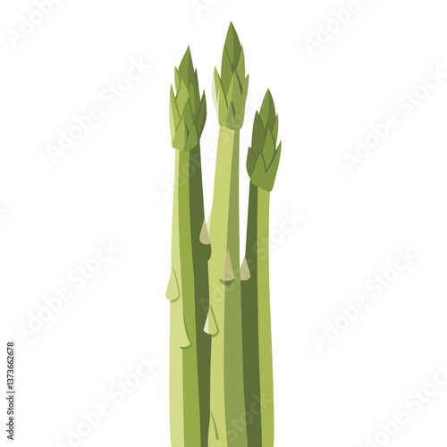 Asparagus illustration vegetable plant vector
