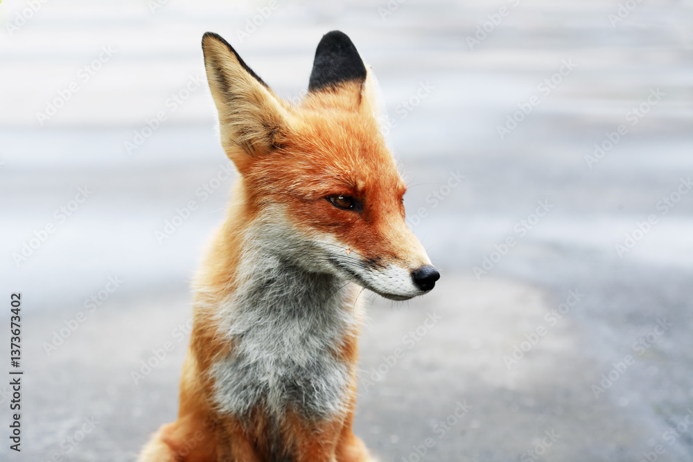 Obraz premium Nice Ginger Fox