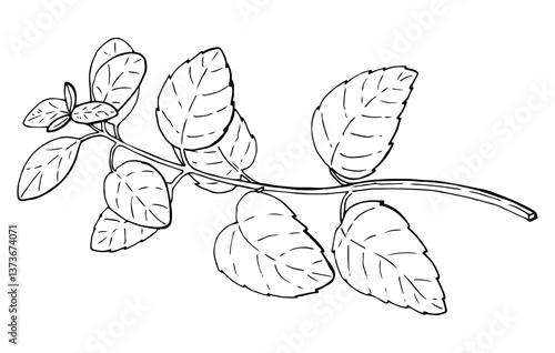 Sprig of mint vector illustration. Etching of kitchen plant for aromatherapy or cooking. Outline drawing of medical herb by black ink in linear style.