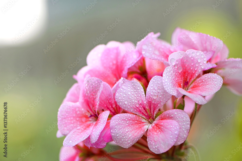 Fototapeta premium Geranium. small pale pink flowers. in drops of morning dew or after rain. Floral background. Pink flowers of homegrown violets in a pot on a green background. bokeh, beautiful flower