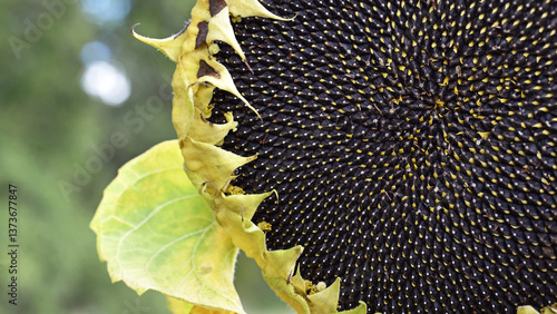 sunflower seeds closeup. Sunflower flower with ripe seeds, isolated. Ripe sunflower. Place for your text. black natural background. agricultural crops, sunflower oil. background. autumn season harvest