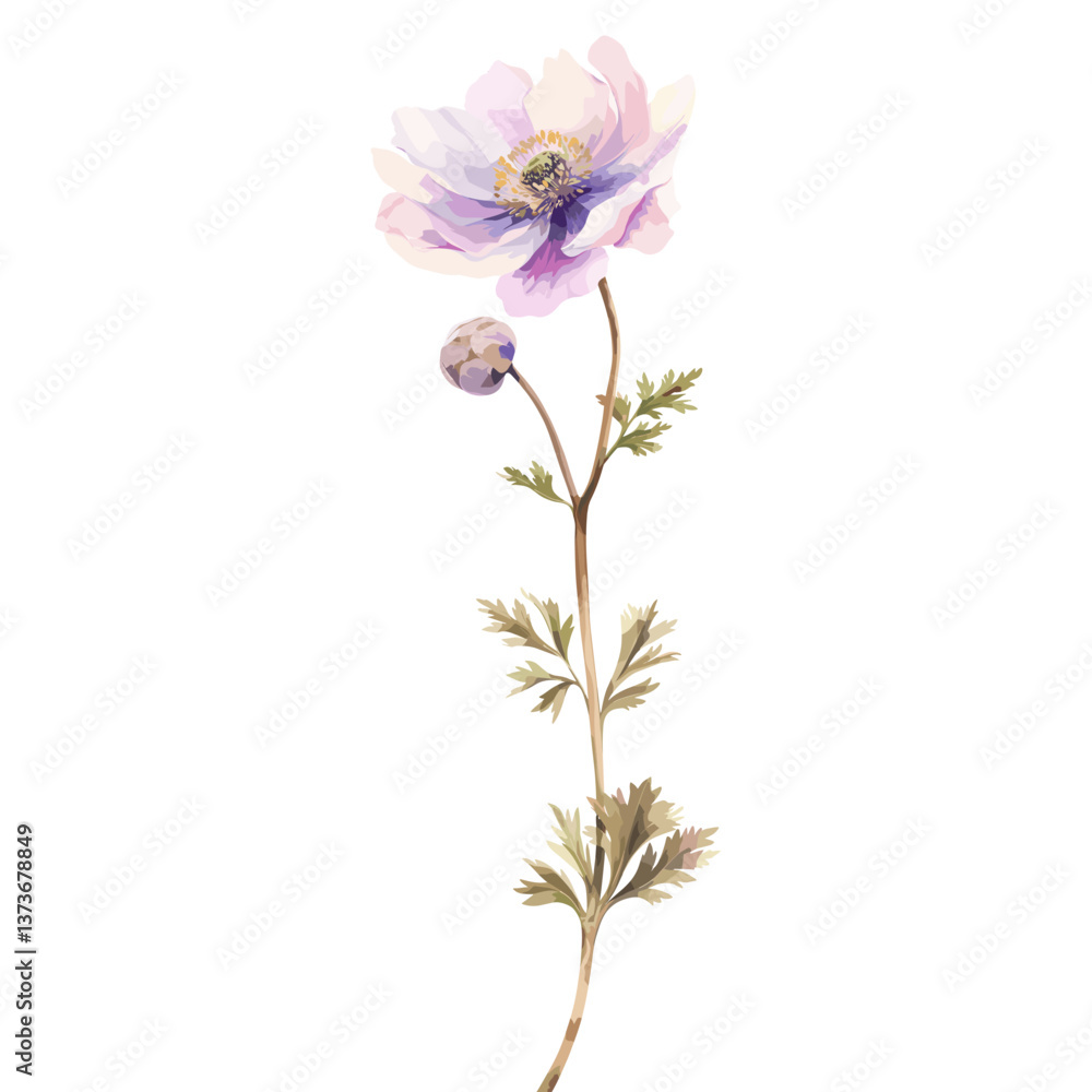 Fototapeta premium Anemone illustration anemone flower vector