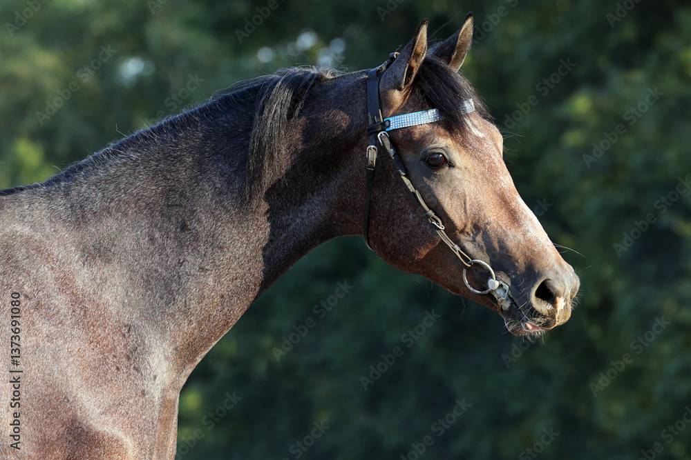 Obraz premium Arabian grey horse portrait against nature background