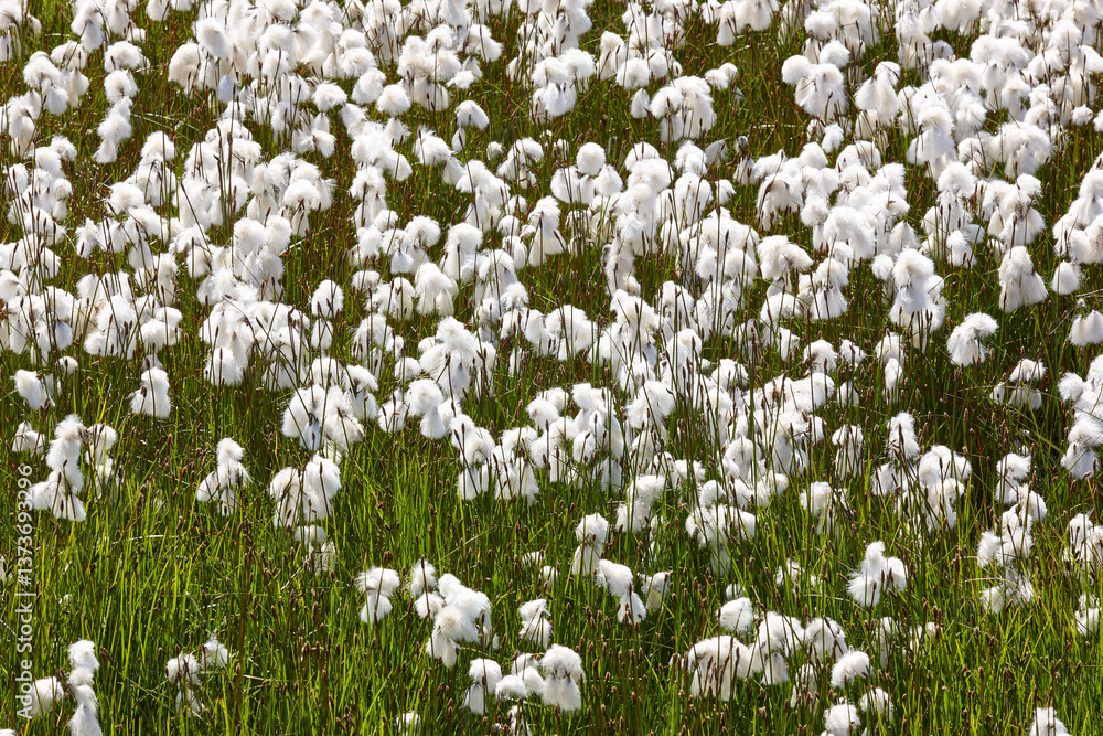 Picturesque white plants blooming and grass. Southeast area. Iceland