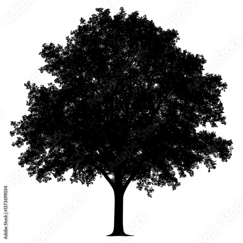 Maple tree outline silhouette isolated white vector