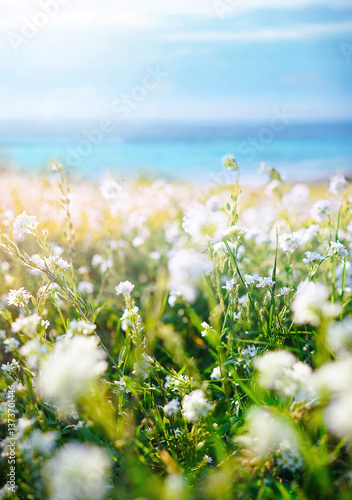 Beautiful wild flowers in morning cool haze in nature spring close-up macro. Delightful airy artistic image beauty summer nature.
