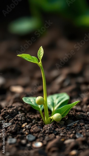 Obraz na płótnie Close-up of a sprouting pea seedling emerging from rich soil, organic, earth, vegetable w salonie