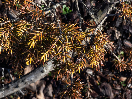 Common juniper (Juniperus communis) 'Nana Aurea' growing in a park with yellow and brown needles
