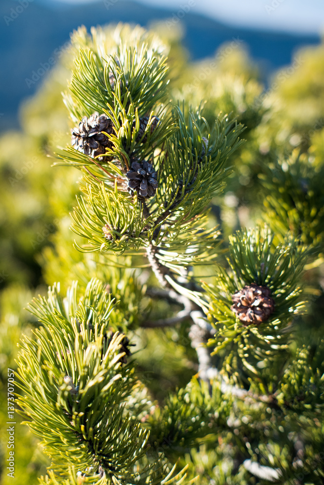 Mountain pine, a plant that lives in difficult climatic conditions.