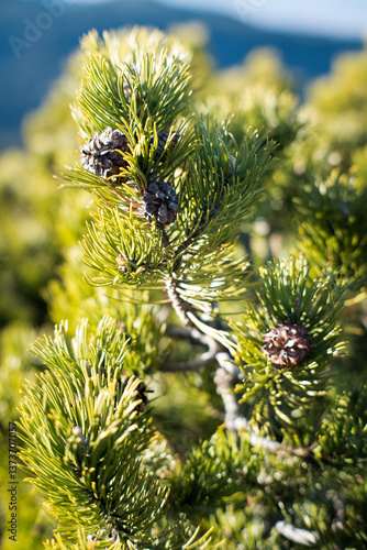 Obraz na płótnie Mountain pine, a plant that lives in difficult climatic conditions. w salonie