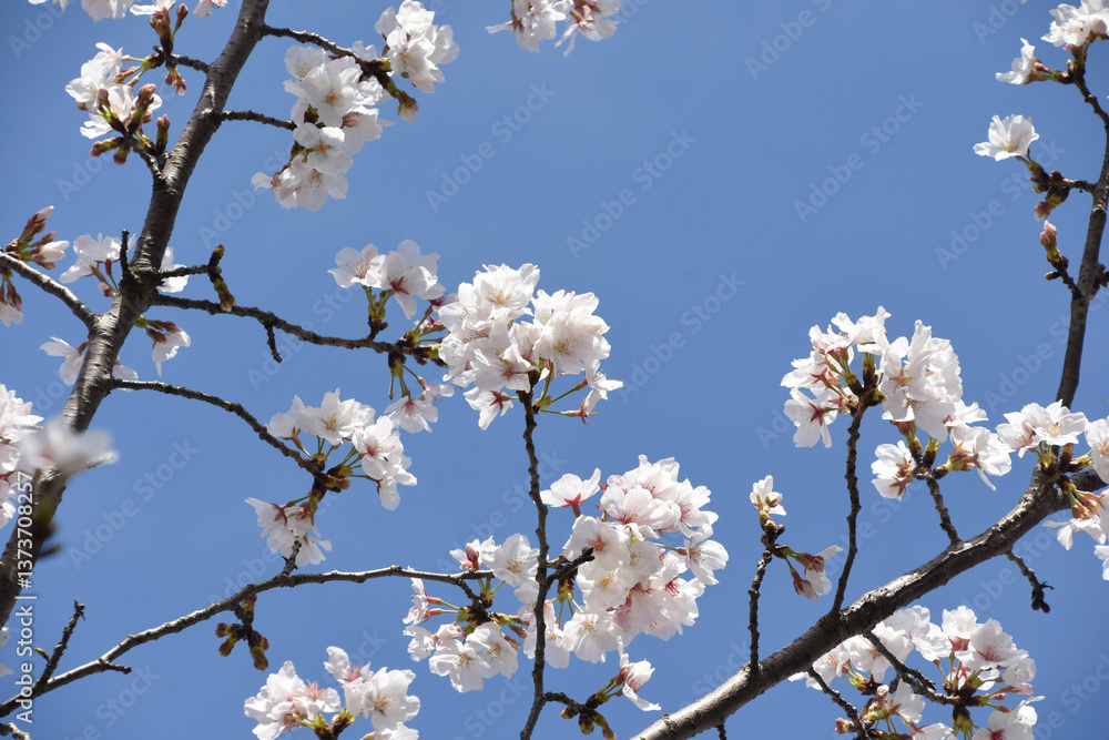 青空に桜 青空に桜