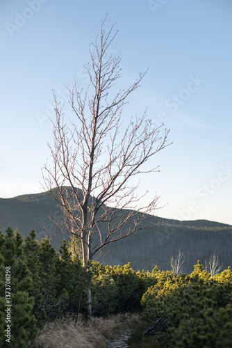 Obraz na płótnie Lone tree on a mountain trail in the High Tatras, traveling. w salonie