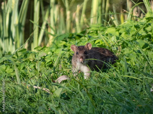 Close-up of the Common rat (Rattus norvegicus) with dark grey fur sitting in the green grass in bright sunlight near a pond