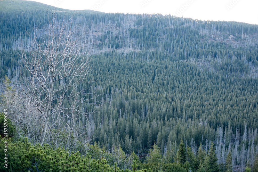 Forest mountain landscape, Tatra Mountains.
