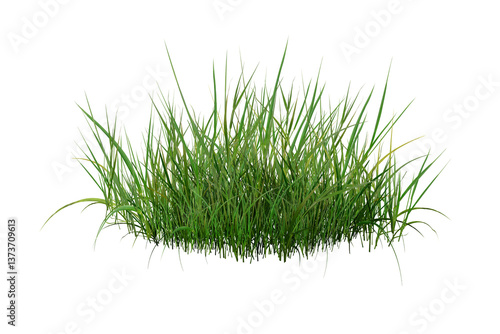 green grass isolated on white