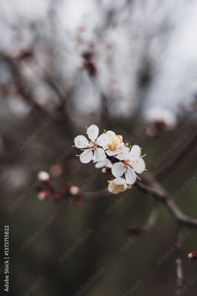 Obraz premium An extraordinarily beautiful atmosphere of spring, nature blooming full of life.