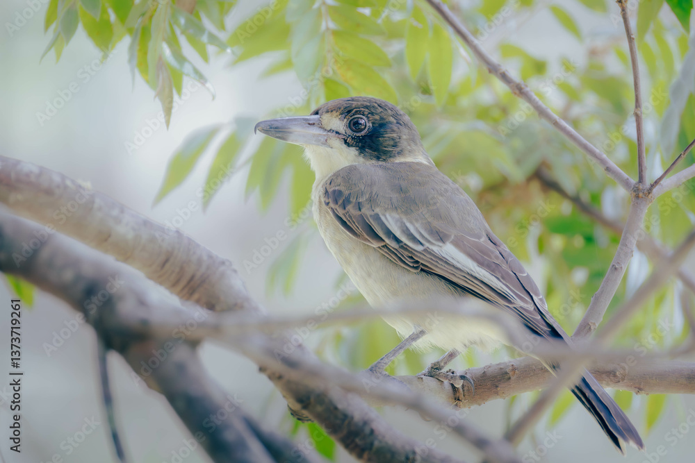 Fototapeta premium Grey Butcherbird sitting and perching on tree
