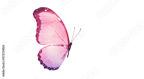Close up of a pink and purple butterfly wing against a black background on the left side