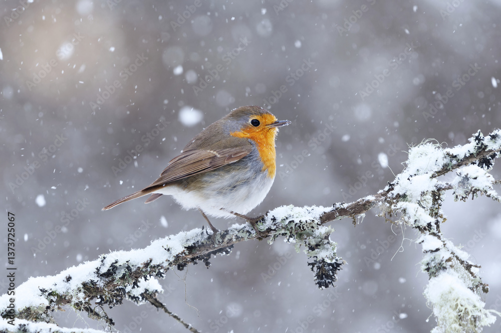 European robin (erithacus rubecula) in snowfall sitting on a branch in early spring.
European robin (erithacus rubecula) in snowfall sitting on a branch in early spring.
