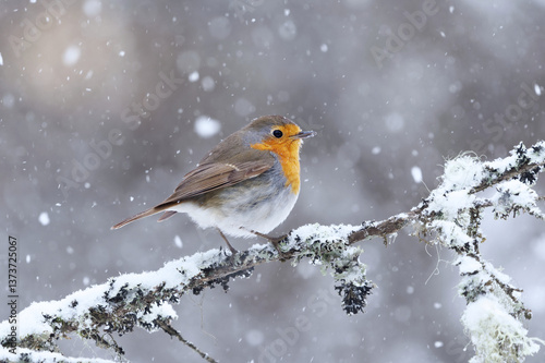 European robin (erithacus rubecula) in snowfall sitting on a branch in early spring.	
