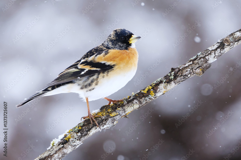 Obraz premium Brambling (Fringilla montifringilla) male in snowfall perched on a branch in spring.