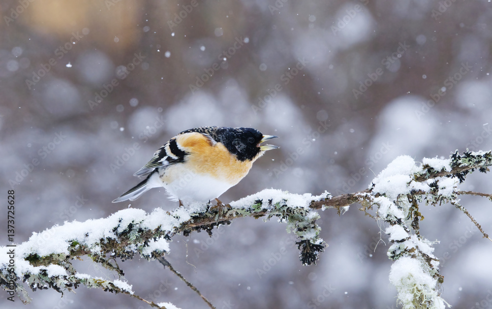 Obraz premium Angry Brambling (Fringilla montifringilla) male in snowfall perched on a branch in spring.