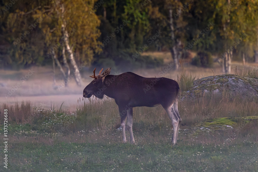 bull elk in the woods