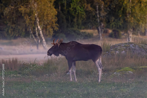 Obraz na płótnie bull elk in the woods w salonie