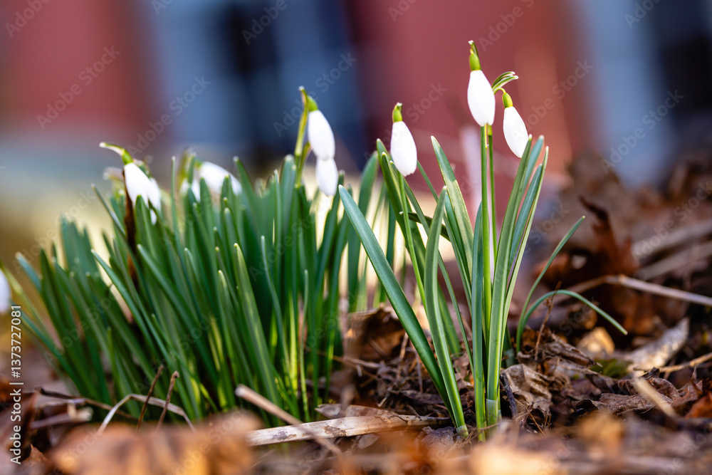 spring snowdrop flower