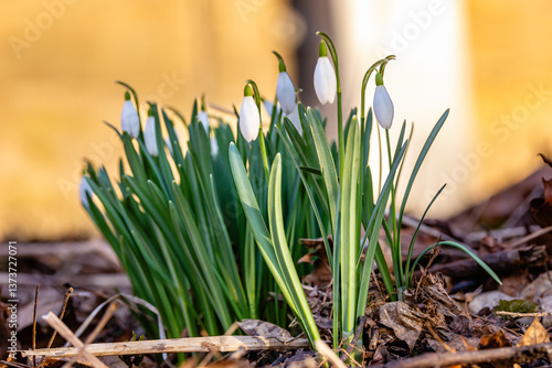 spring snowdrop flowers