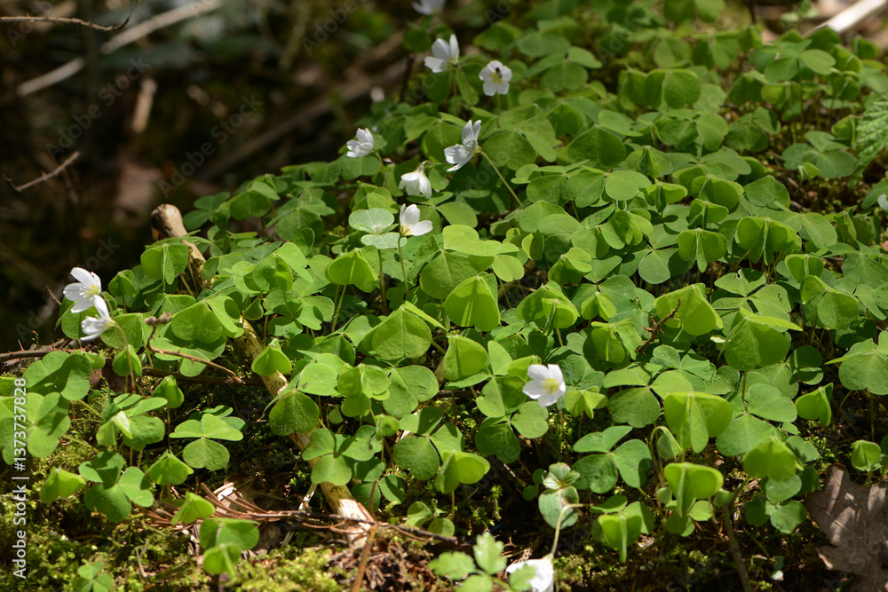 Wald-Sauerklee, Hain-Sauerklee, Oxalis acetosella Wald-Sauerklee, Hain-Sauerklee, Oxalis acetosella