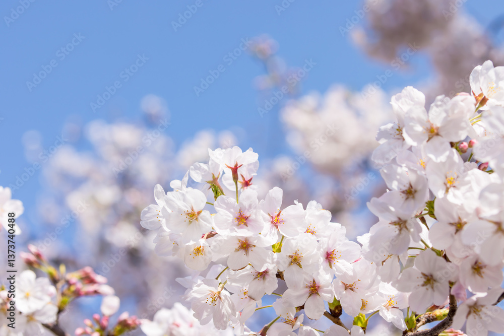 (自然ー花)さくらと青空6 (自然ー花)さくらと青空6